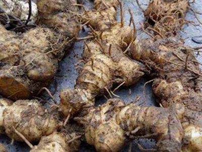 野山姜與野生姜的區別 吃天然的姜的好處