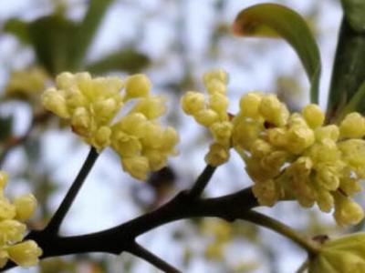 山胡椒花怎樣腌漬美味