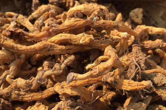 烏野山姜的作用與功效