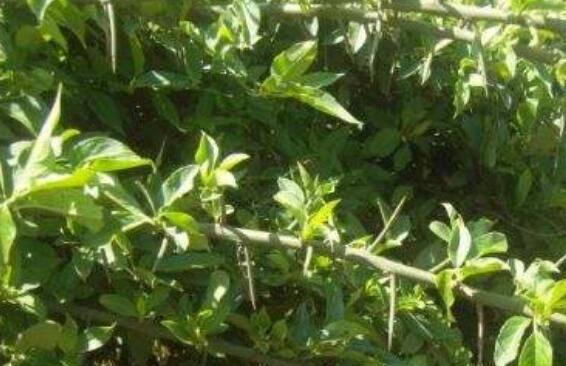 青刺尖的作用與功效