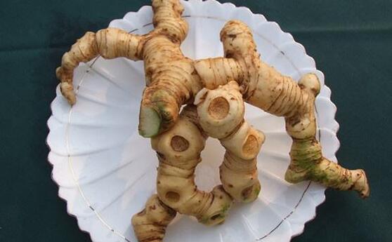 野紅楓樹姜的功效與作用