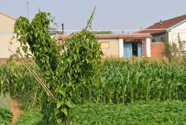 山藥藤的作用與功效 山藥藤的禁忌