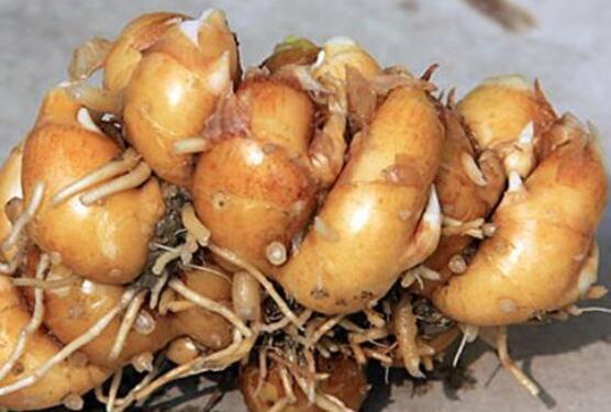 風姜的作用與功效 風姜的禁忌