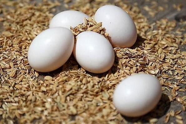 鴿蛋的作用與功效 鴿蛋的營(yíng)養(yǎng)成分