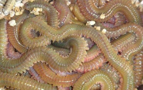 沙蠶的作用與功效 沙蠶的營養成分