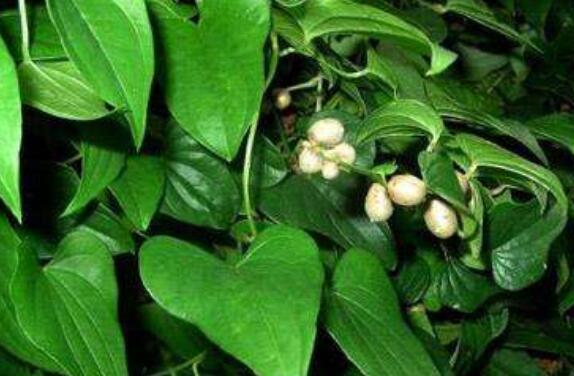 山藥藤的作用與功效 山藥藤的禁忌