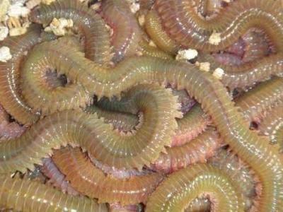 沙蠶的作用與功效 沙蠶的營(yíng)養(yǎng)成分