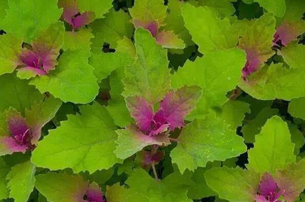 有害灰菜與灰菜的差別 灰菜中毒了該怎么辦