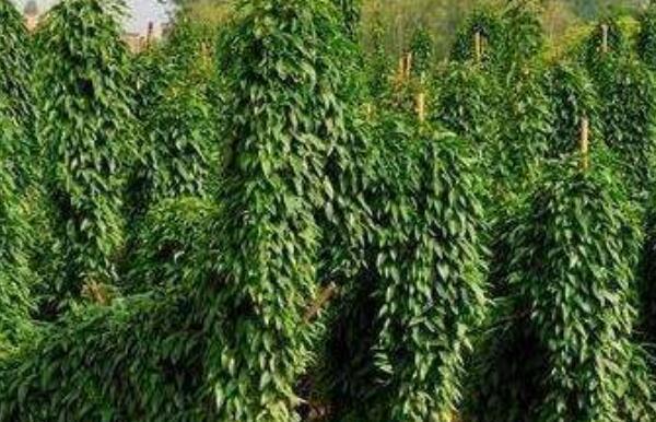 山藥藤如何吃 山藥藤的吃法