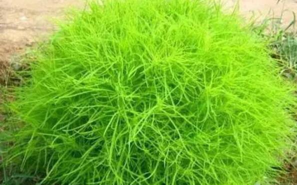 掃帚菜的作用與功效 掃帚菜的不良反應