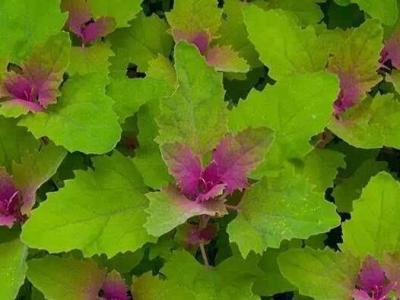 危害灰菜與灰菜的區(qū)別 灰菜中毒了該怎么辦