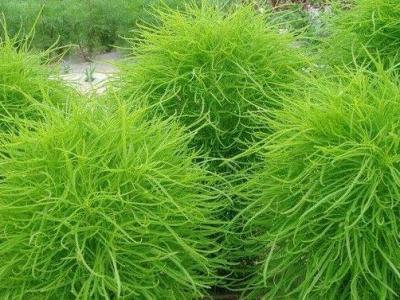 掃帚菜的作用與功效 掃帚菜的不良反應