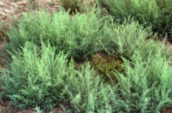海蓬菜的營養成分 海蓬菜的功效與作用