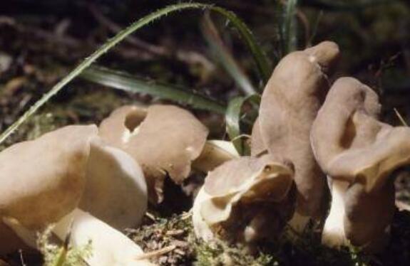 鞍子菌的功效與作用 吃鞍子菌的益處