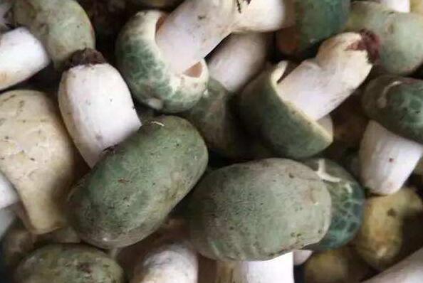 青頭菌的作用與功效 青頭菌如何吃