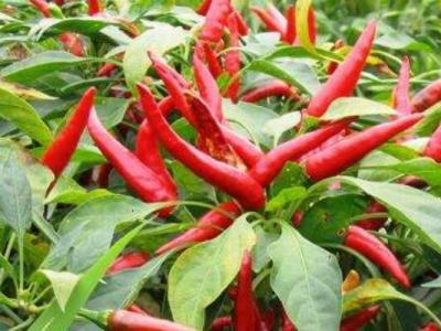 指天椒和小米辣的區別 指天椒的作用與功效