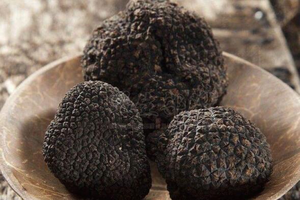 豬拱菌泡酒的作用與功效