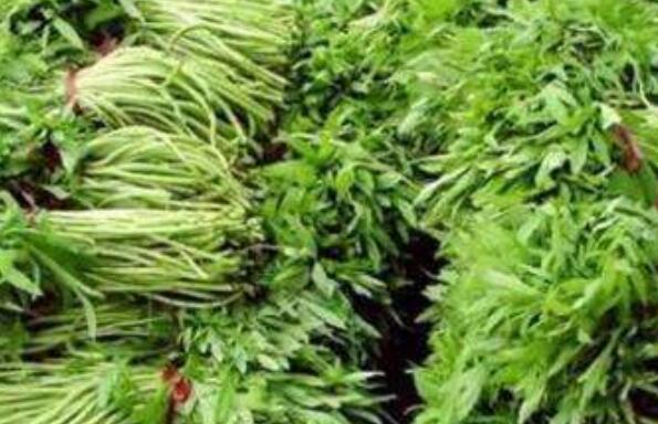 柳蒿芽的功效與作用及吃法