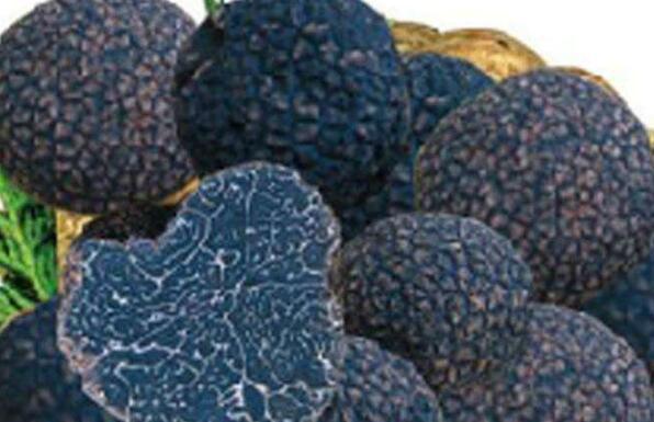 豬拱菌的作用與功效 豬拱菌的忌諱