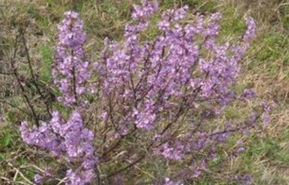 芫條根熬水喝的作用與功效 喝芫條根水注意什么