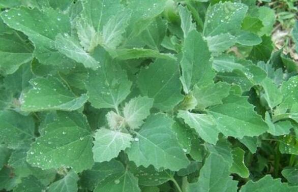 灰菜的作用與功效及不良反應