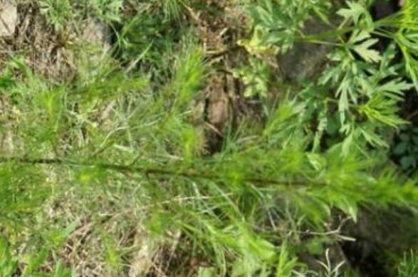 餑餑蒿的作用與功效 勃勃蒿有哪些功效與作用