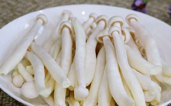 海鮮菇的作用與功效 海鮮菇的益處