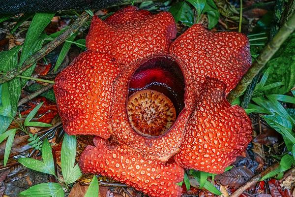 霸王花的作用與功效