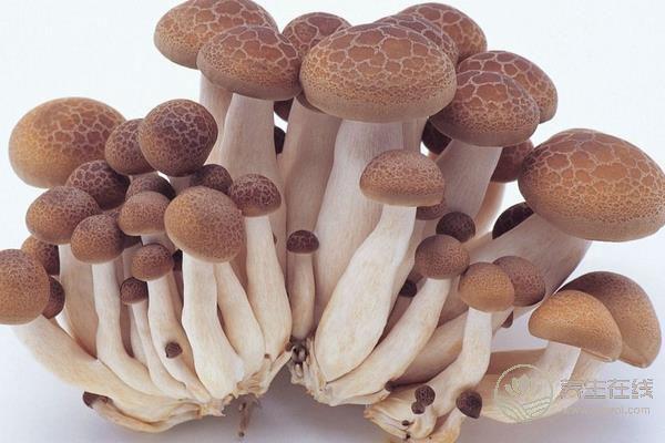 熱門(mén)蘑菇食譜 給你的腸道洗洗澡吧