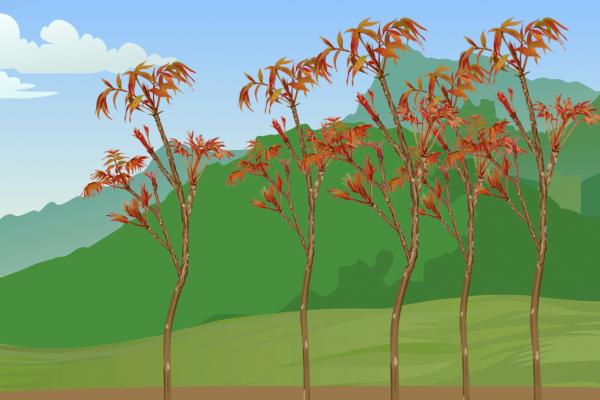 院子里可以種香椿樹嗎 種植香椿樹的注意事項-易網健康<a href=http://m.henggaotouzi.com/jkys/ target=_blank class=infotextkey>養生</a>網 院子里可以種香椿樹嗎 種植香椿樹的注意事項