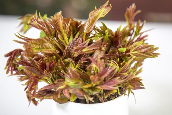 香椿可以曬干保存嗎 香椿怎么曬干-易網(wǎng)<a href=http://m.henggaotouzi.com/ target=_blank class=infotextkey>健康養(yǎng)生</a>網(wǎng) 香椿可以曬干保存嗎 香椿怎么曬干