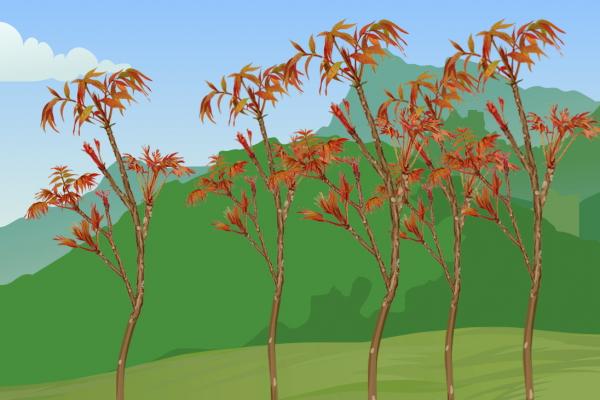 哪些人不適合吃香椿芽 香椿木的功效與作用