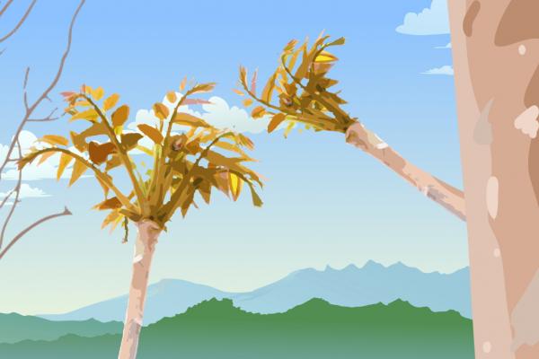 院子里可以種香椿樹嗎 種植香椿樹的注意事項-易網<a href=http://m.henggaotouzi.com/ target=_blank class=infotextkey>健康養生</a>網 院子里可以種香椿樹嗎 種植香椿樹的注意事項