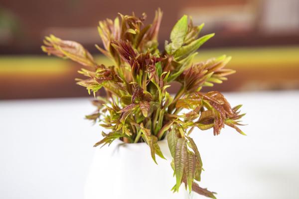 香椿芽幾月份就不能吃了 適合谷雨節氣吃的蔬菜