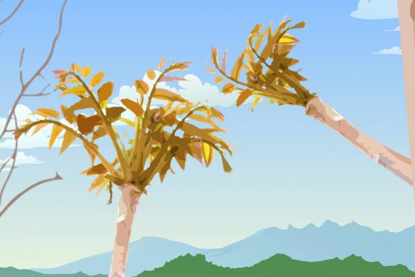 香椿芽必須要焯水才能吃嗎 香椿木泡水的功效-易網<a href=http://m.henggaotouzi.com/ target=_blank class=infotextkey>健康養生</a>網 香椿芽必須要焯水才能吃嗎 香椿木泡水的功效