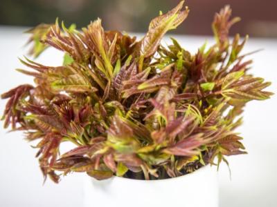 香椿芽的功效與作用 適合驚蟄節(jié)氣吃的蔬菜