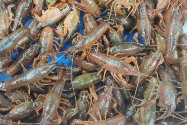 小龍蝦的營養價值及功效與作用 小龍蝦的挑選妙招