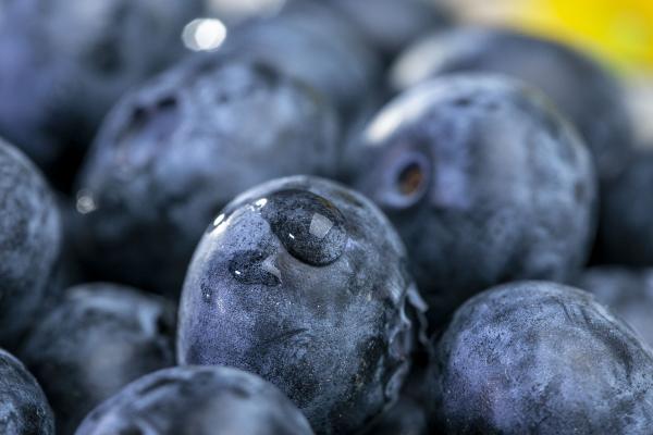 藍莓可以泡酒嗎 藍莓的功效和作用