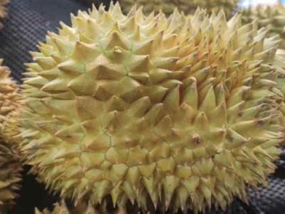 怎樣選榴蓮才能選到好榴蓮 什么人不適合吃榴蓮