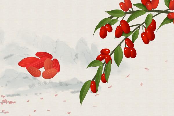 三伏天可以喝枸杞泡水嗎 枸杞子泡水喝的正確方法是什么