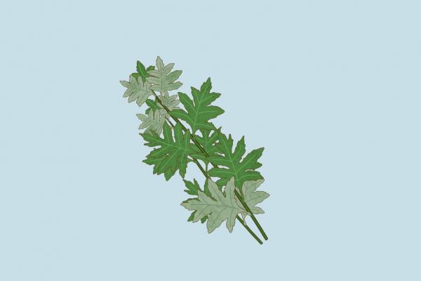 艾葉和大棗泡水喝能祛濕嗎 艾葉和大棗泡水喝的方法