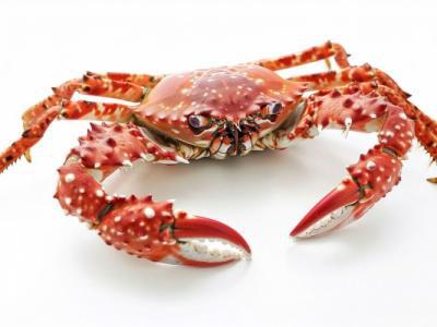 清蒸大閘蟹過(guò)夜能吃嗎 螃蟹可以在冰箱放幾天