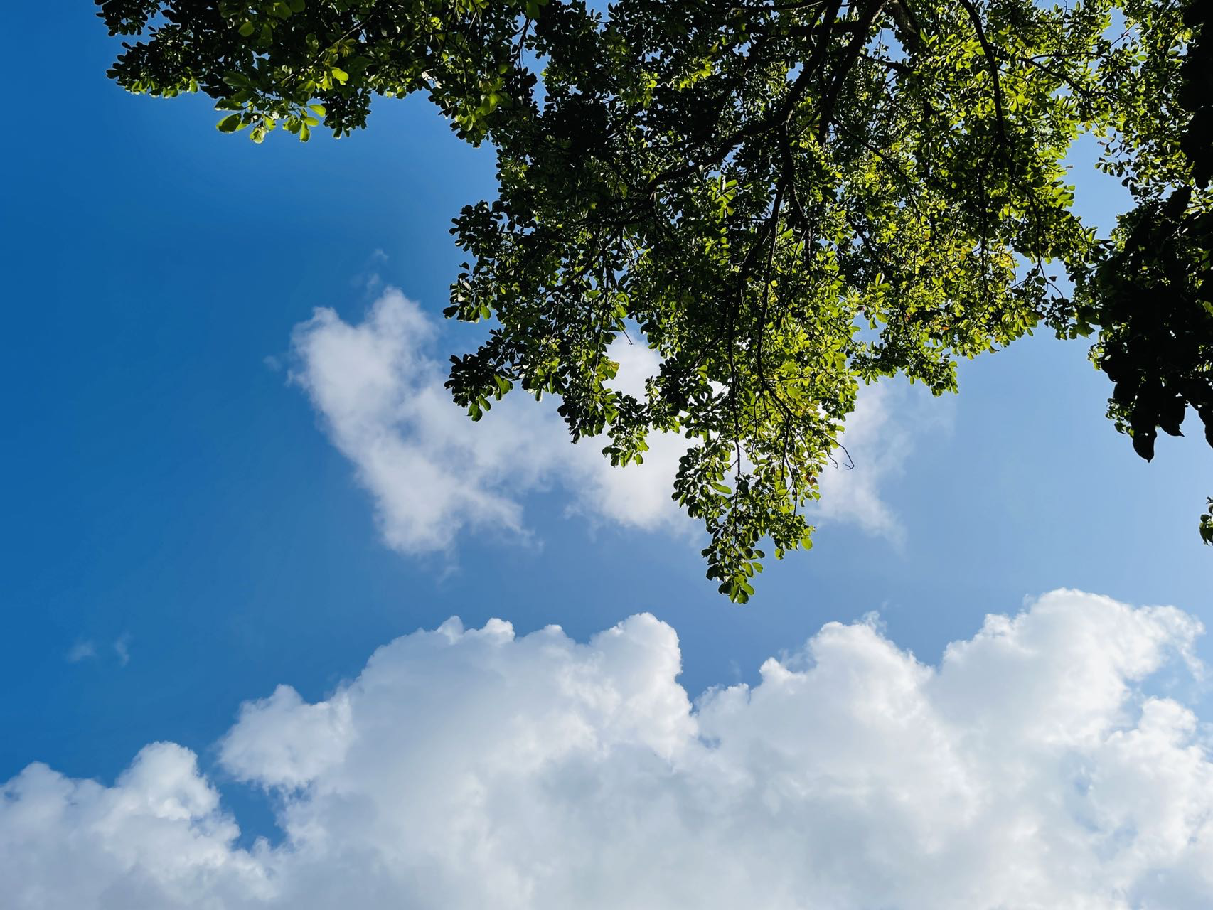 三伏天喝蒲公英姜水好嗎 蒲公英的功效與作用