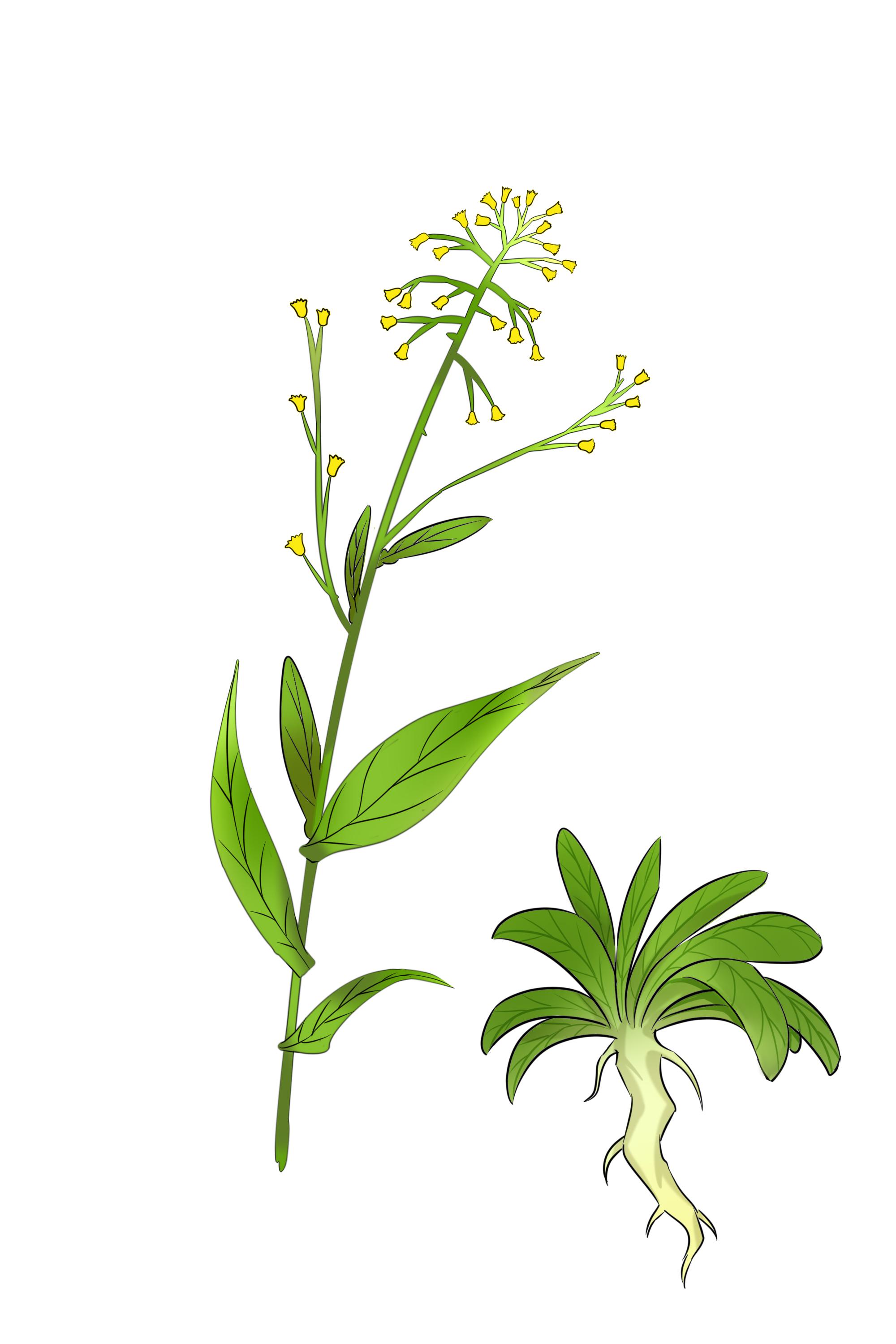 補肺的食物有哪些 補肺氣人們常吃的食物