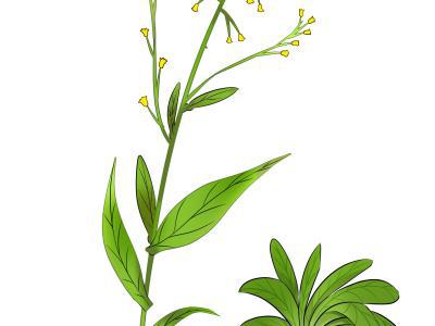 補肺的食物有哪些 補肺氣人們常吃的食物