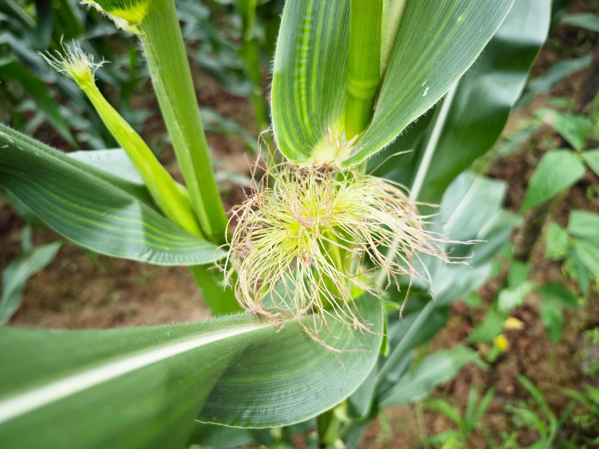 喝玉米須水多久能祛濕 祛濕的其他辦法