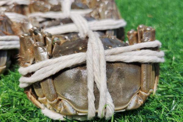 死大閘蟹螃蟹不能吃嗎 冷凍的死螃蟹能吃不