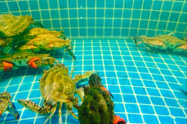 梭子蟹什么季節(jié)最好吃 公梭子蟹怎么挑選