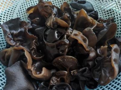 黑木耳泡發后放冰箱第二天能吃嗎 怎么判斷黑木耳是否變質