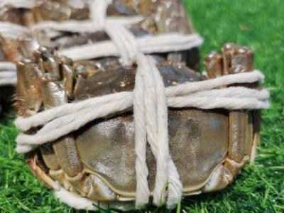 死大閘蟹螃蟹不能吃嗎 冷凍的死螃蟹能吃不